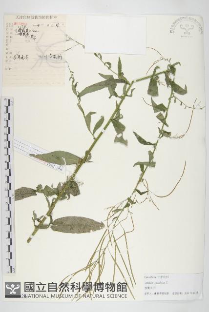 垂果南芥菜藏品圖，第1張