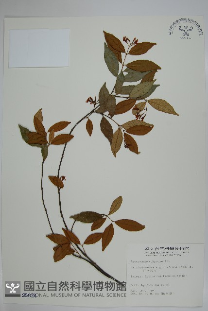 細梗絡石藏品圖，第1張