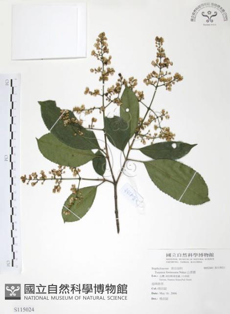 山香圓藏品圖，第1張