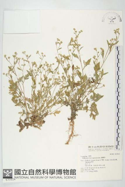 銀膠菊藏品圖，第1張