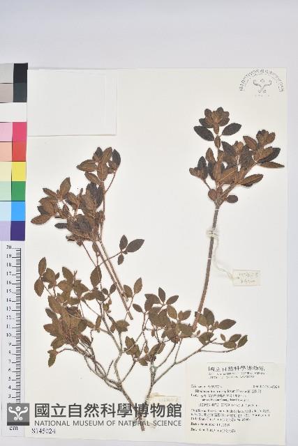 紅毛杜鵑藏品圖，第1張