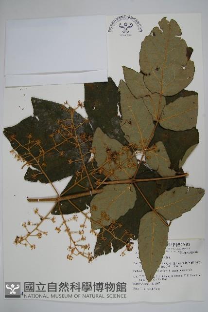 鵲不踏藏品圖，第1張