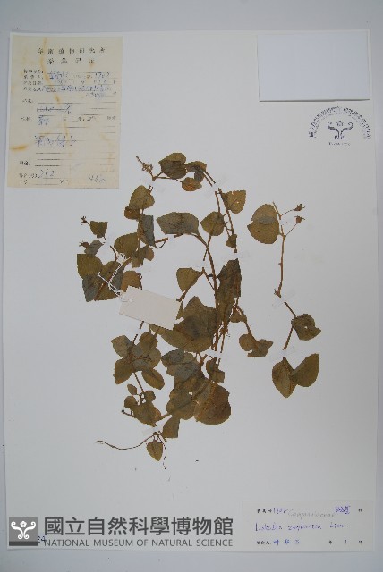 圓葉山梗菜藏品圖，第1張