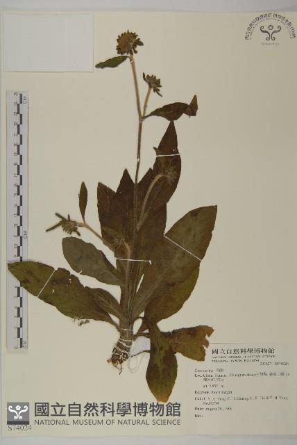 登錄號:S074024藏品圖，第1張