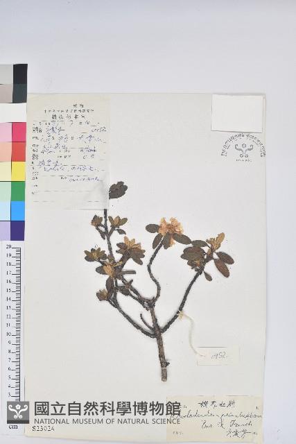 櫻草杜鵑藏品圖，第1張