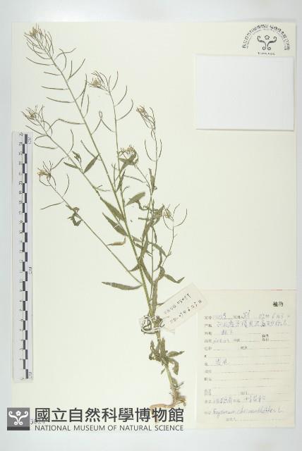 小花糖芥藏品圖，第1張