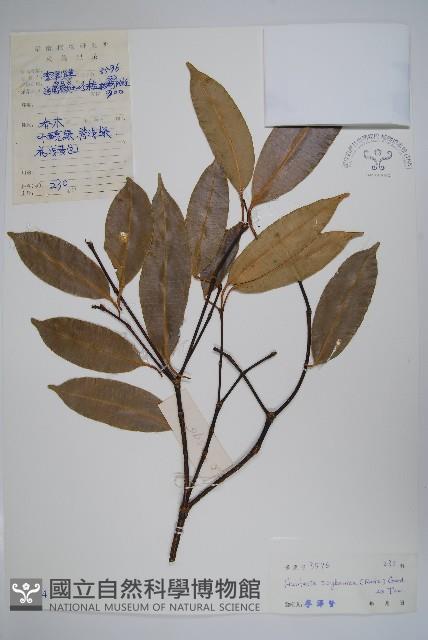 仔欖樹藏品圖，第1張