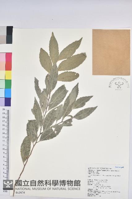 臺灣假黃楊藏品圖，第1張