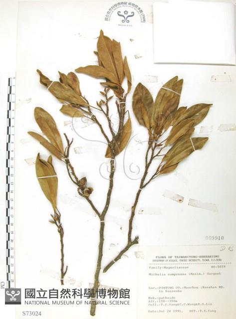 烏心石藏品圖，第1張