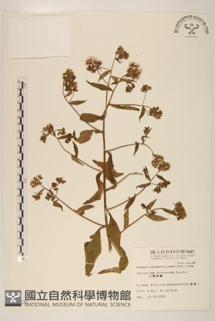 臺灣澤蘭藏品圖，第1張