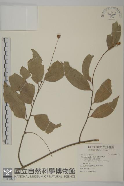 南華南蛇藤，青江藤藏品圖，第1張