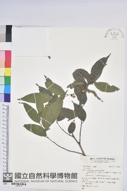 登錄號:S197024藏品圖，第1張