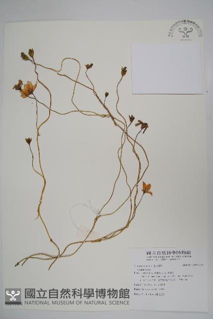 登錄號:S097024藏品圖，第1張