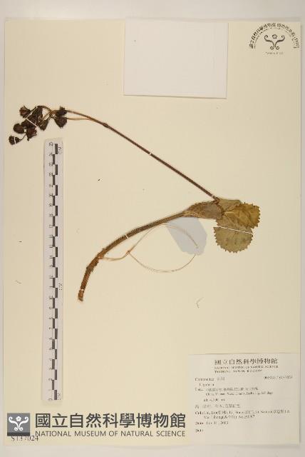 登錄號:S137024藏品圖，第1張