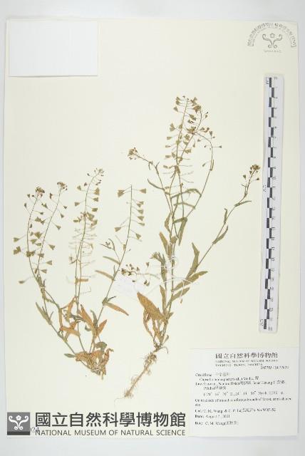 薺藏品圖，第1張