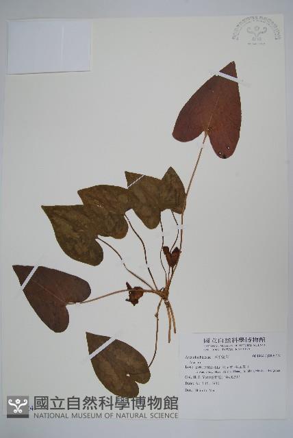 登錄號:S106724藏品圖，第1張