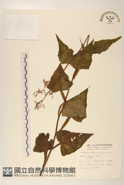 山萵苣藏品圖，第1張