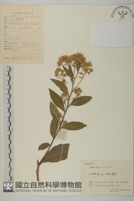 山白蘭藏品圖，第1張