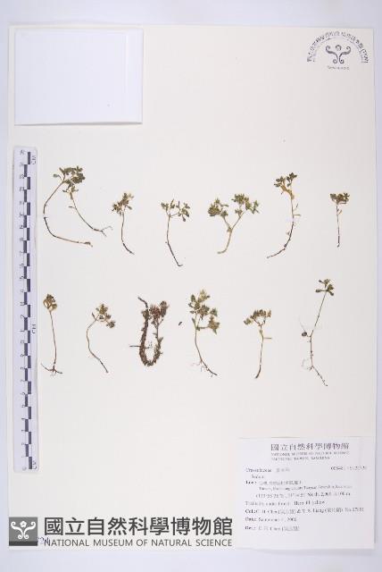 登錄號:S122724藏品圖，第1張