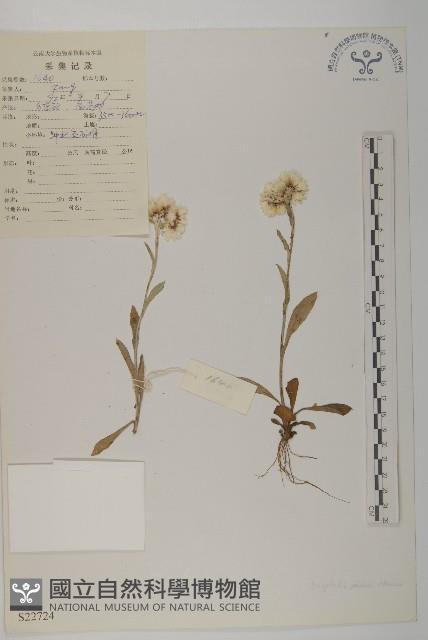 香青藏品圖，第1張