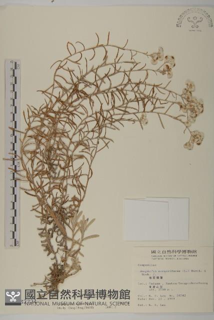 玉山抱莖籟簫藏品圖，第1張