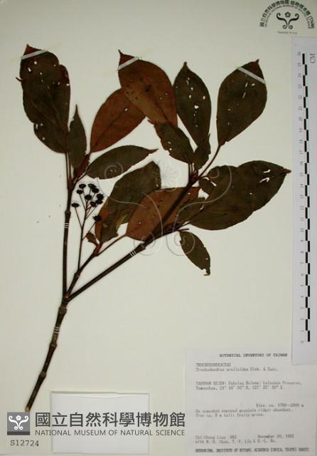 Wheelstaman Tree Collection Image