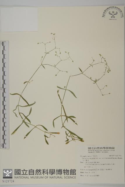 玉山卷耳藏品圖，第1張