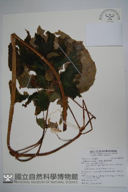 溪頭秋海棠藏品圖，第1張