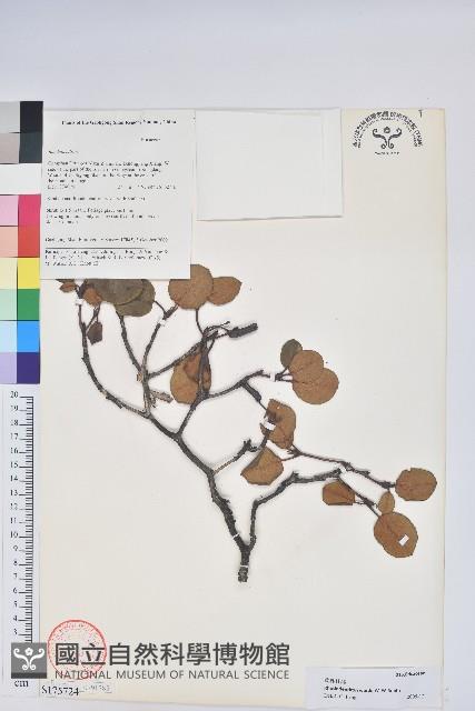 黃杯杜鵑藏品圖，第1張