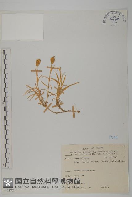 玉山蠅子草藏品圖，第1張