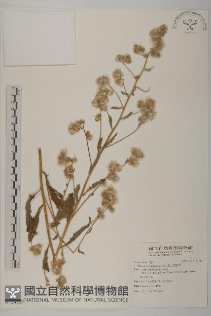 旗山艾納香藏品圖，第1張