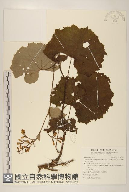 黃山蟹甲草藏品圖，第1張