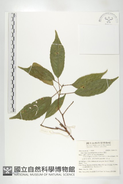 薯豆藏品圖，第1張