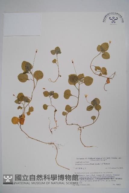 山桔梗藏品圖，第1張