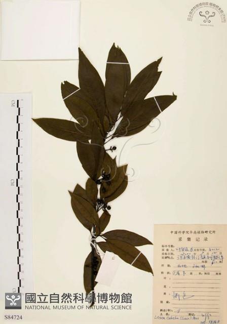 山胡椒藏品圖，第1張