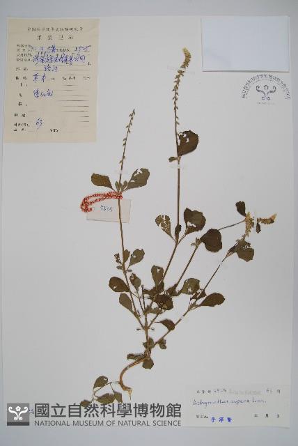 土牛膝藏品圖，第1張