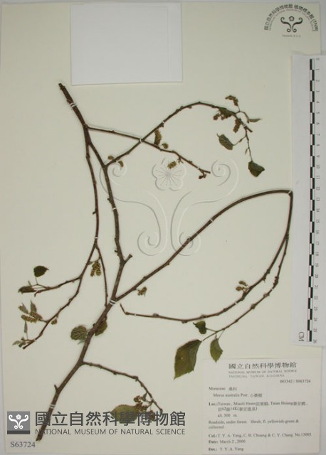 小桑樹藏品圖，第1張