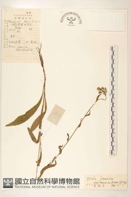 興安毛蓮菜藏品圖，第1張