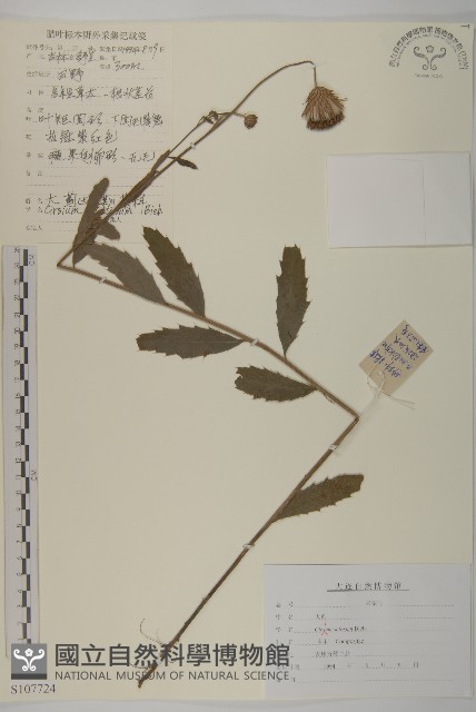 大刺兒菜藏品圖，第1張