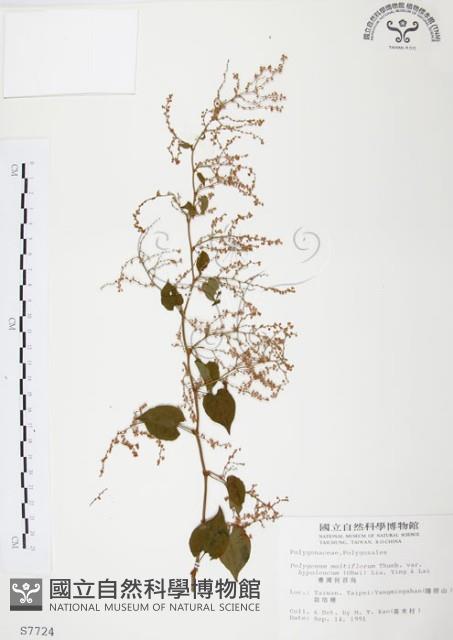 臺灣何首烏藏品圖，第1張