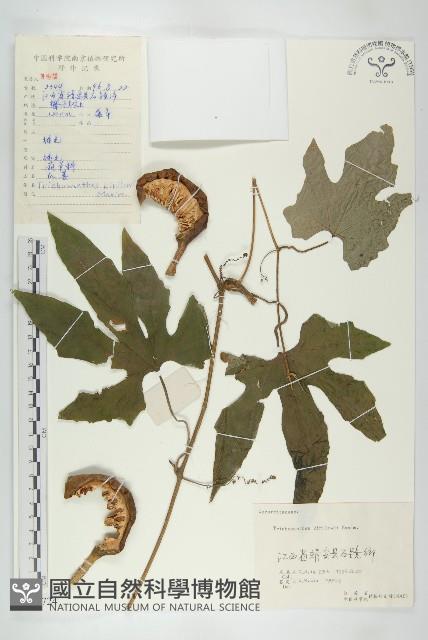 括樓藏品圖，第1張