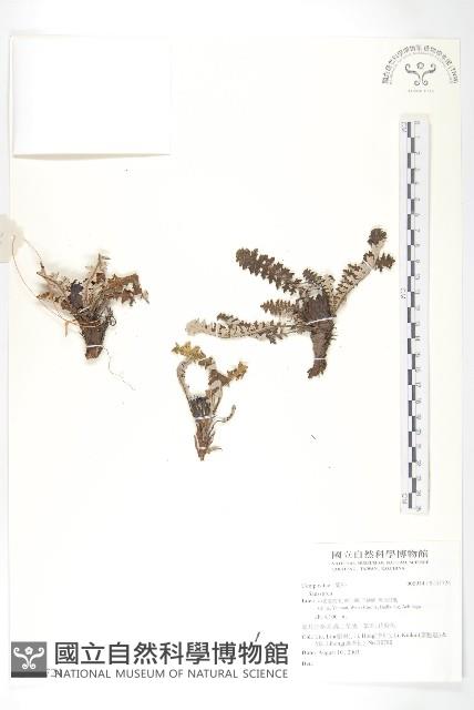 登錄號:S137724藏品圖，第1張