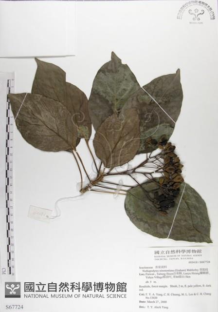 青脆枝藏品圖，第1張