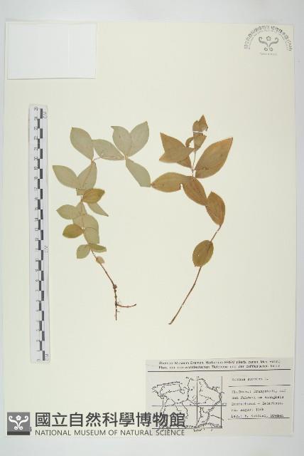 登錄號:S077724藏品圖，第1張