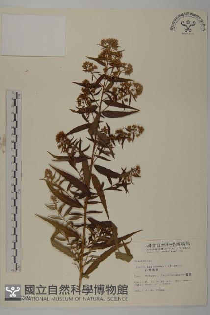 臺灣馬蘭藏品圖，第1張