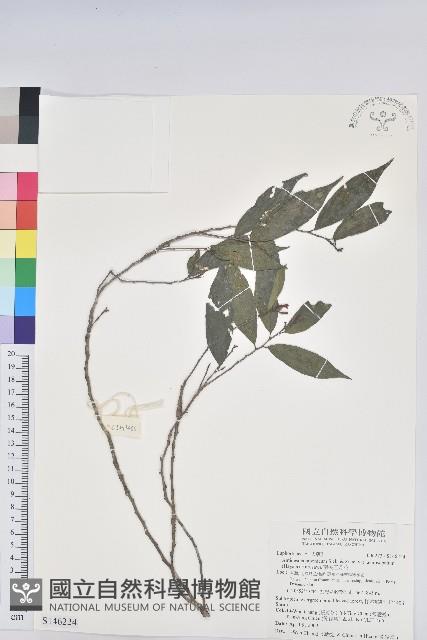 南投五月茶藏品圖，第1張