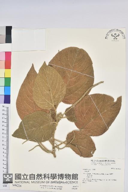 屏東鐵莧藏品圖，第1張