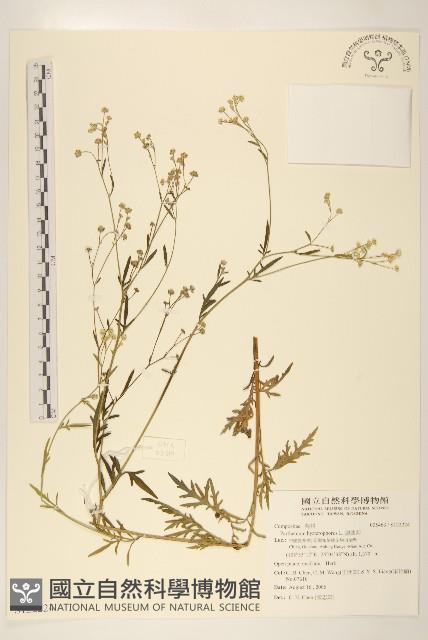 銀膠菊藏品圖，第1張