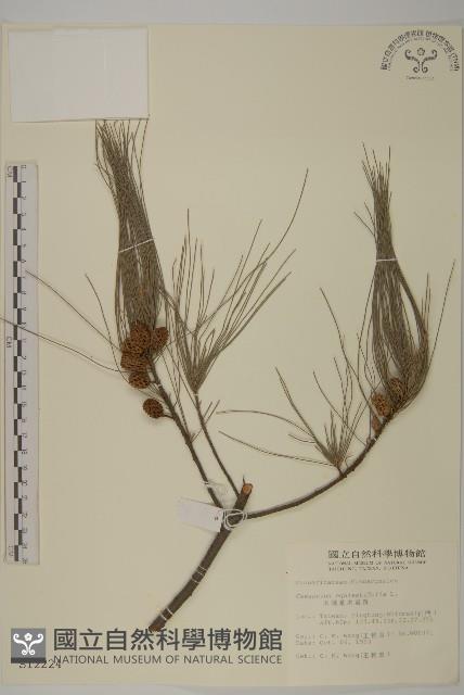 木麻黃藏品圖，第1張