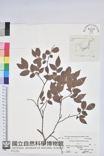 日本扁枝越桔藏品圖，第1張